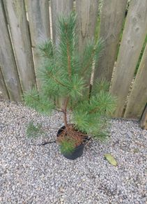 pine tree