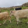 Organic bullocks for sale Image 9