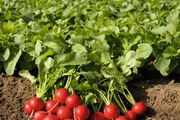 (R) Radish Rudolf  BP Bio seeds 2g (125241)