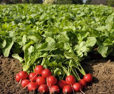 (R) Radish Rudolf  BP Bio seeds 2g (125241)