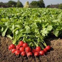 (R) Radish Rudolf  BP Bio seeds 2g (125241)
