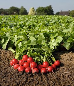 (R) Radish Rudolf  BP Bio seeds 2g (125241)