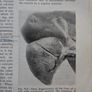 Principles Of Veterinary Pathology. Runnells Monlux Monlux. Seventh Edition  Large Volume Hardback In Good Condition.  See Photos For Same. Image 9