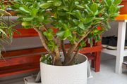 indoor plants
