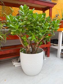indoor plants