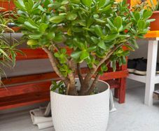 indoor plants