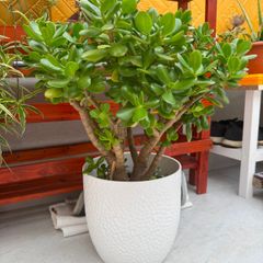 indoor plants