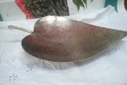 Metal Leaf Tray