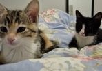 kittens free to good home