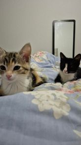 kittens free to good home