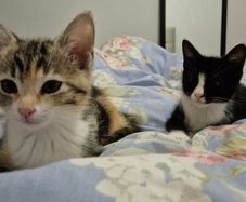 kittens free to good home