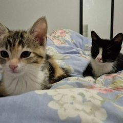 kittens free to good home
