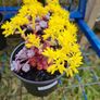 plants for sale Image 10