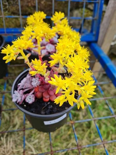 plants for sale