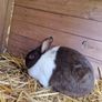 rabbits Image 2