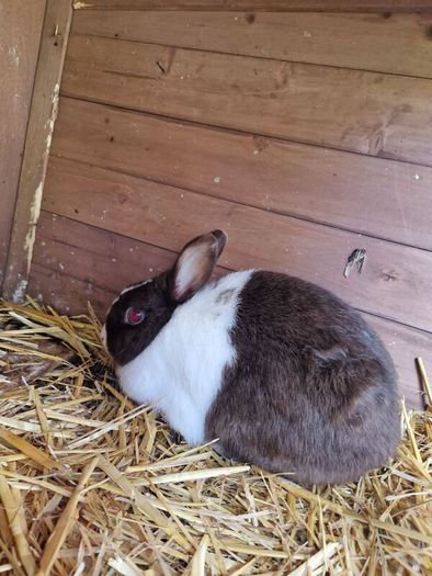 rabbits