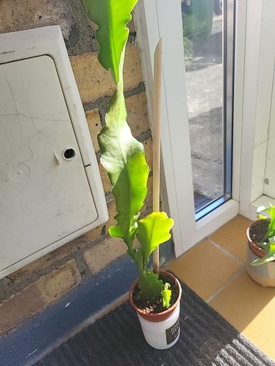 Beautiful Epiphyllum collectible rare cactus. Cuttings or young plant