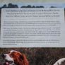 Native Irish Dogs Image 3