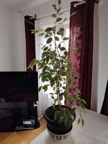 plant