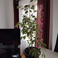 plant