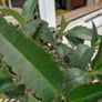 Indoor plant Kalanchoe daigremontiana Image 2