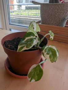 young Pothos plant