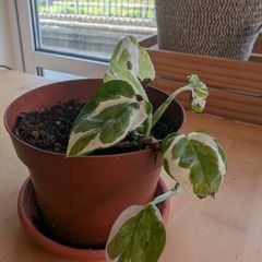 young Pothos plant