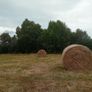 Organic Hay For Sale Image 6