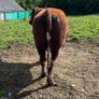 Pedigree registered shorthorn bull Image 2