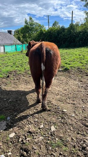 Pedigree registered shorthorn bull