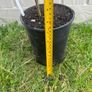 plant Image 2