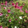 (M) Mallow Wort Seeds 1g  (440195) Image 3