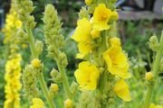 Verbascum thapsus (Common Mullein)