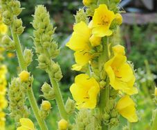 Verbascum thapsus (Common Mullein) - Only 1 Available
