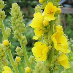 Verbascum thapsus (Common Mullein) - Only 1 Available