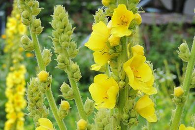 Verbascum thapsus (Common Mullein)