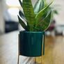Sansevieria Mix in 9cm decorative pot Image 7
