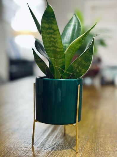 Sansevieria Mix in 9cm decorative pot