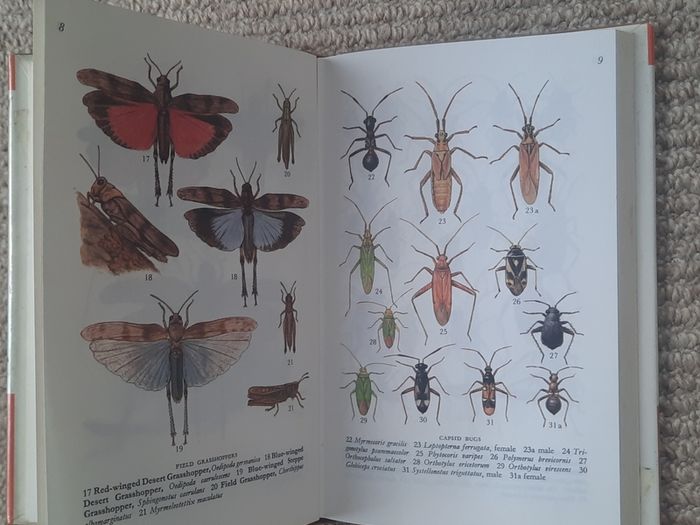 Vintage 'Dune and Moorland Life by Leif Lyneborg
