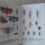 Vintage 'Dune and Moorland Life by Leif Lyneborg Image 4