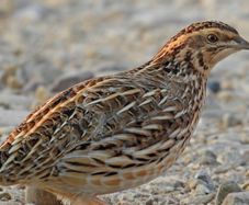 Quail