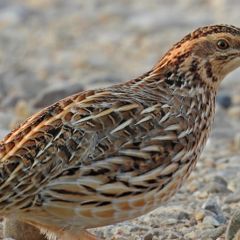 Quail