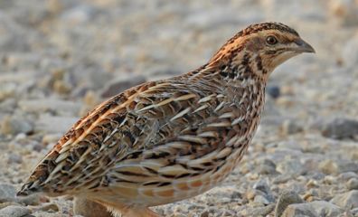 Quail