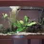 fish tank Image 2