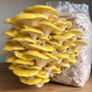 Mushroom Growing Kits and Live Mycelium Cultures Image 6