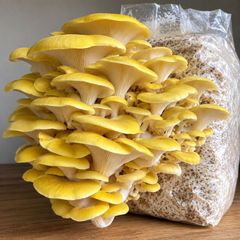 Mushroom Growing Kits and Live Mycelium Cultures