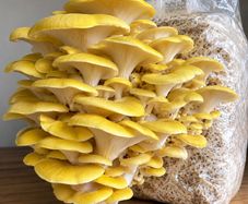 Mushroom Growing Kits and Live Mycelium Cultures