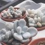 MOONSTONE PLANT (Pachyphytum oviferum) Image 3