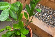 Indoor plant
