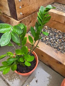 Indoor plant